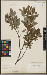 Foto von Salix phylicifolia L.